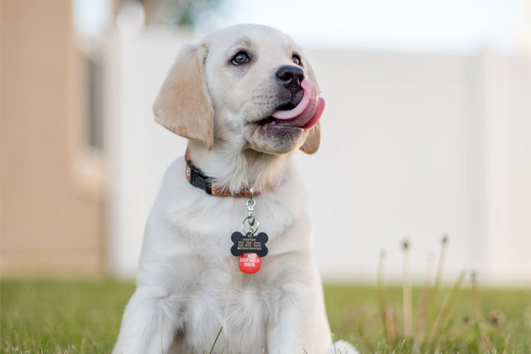 4 Popular Pet Products to Personalize