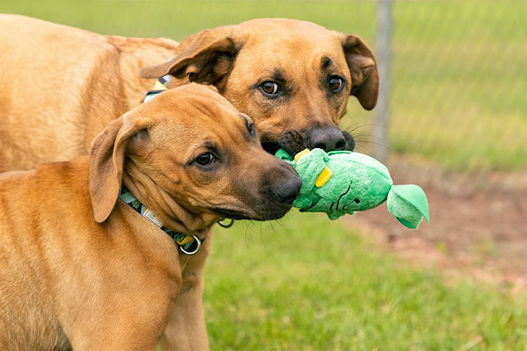 The ultimate guide to choosing safe, durable, and adorable plush toys for your puppy