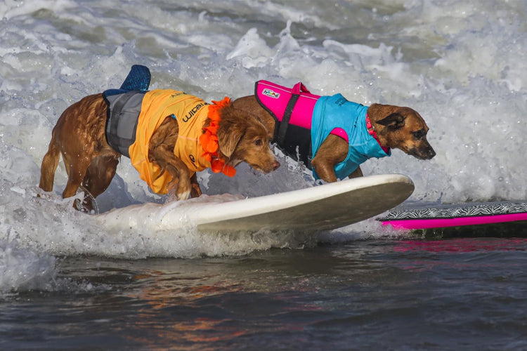 Canines Ride Waves In 50th Dog Surfing Competition