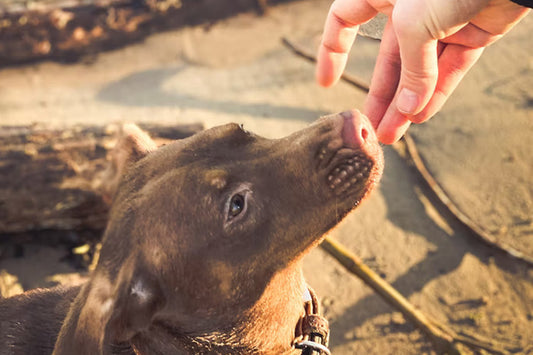 How to Make Meal Time More Fun for Your Dog