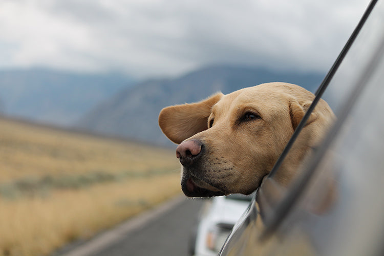 On A Leash Or In A Crate: The Best Way to Travel With Your Dog