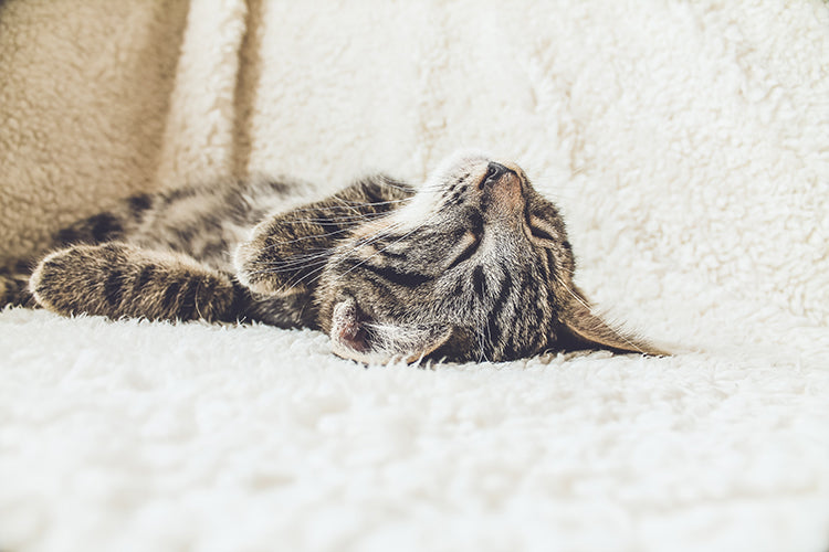 Encourage Your Cat to Stay Indoors With These 5 Tips