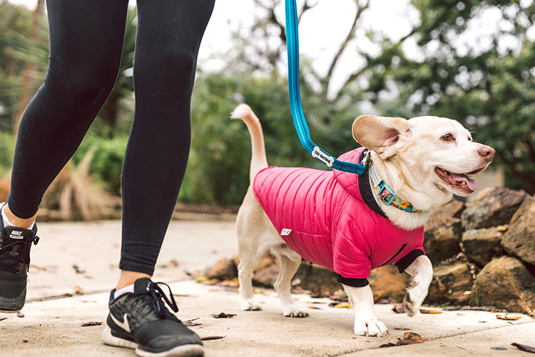 6 Ways To Keep Your Pet Fit And Healthy