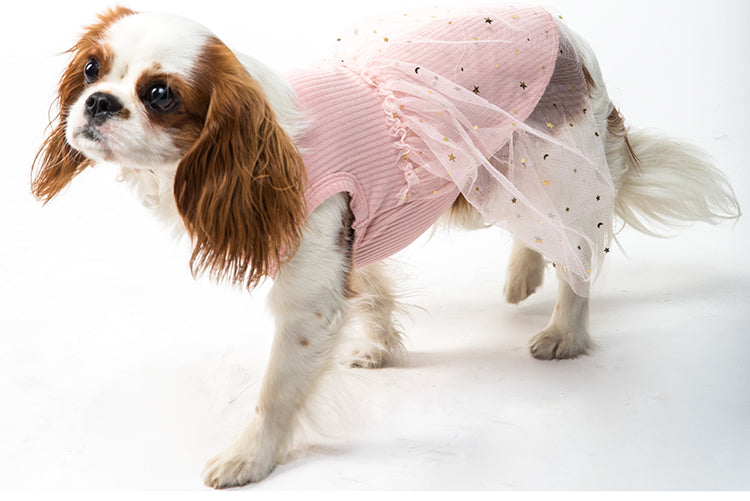 4 Practical Reasons to Dress Up Your Pup