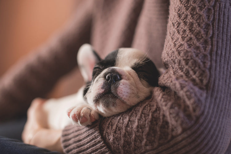 5 Ways to Help Your Pup Settle Into Your New Home