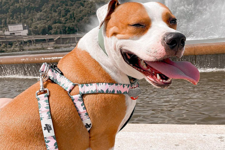 4 Reasons To Switch To A Harness For Your Dog