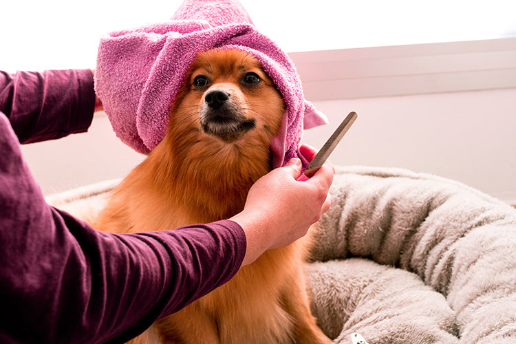 Pup’s First Trip to The Groomers: 4 Things You Should Know
