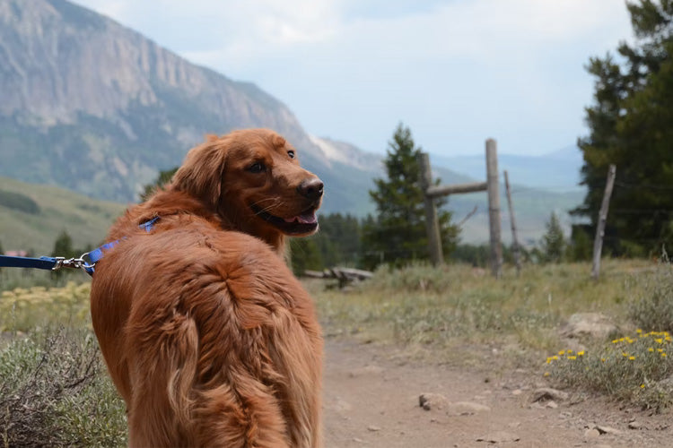 A Beginner's Guide to Hiking With Your Dog