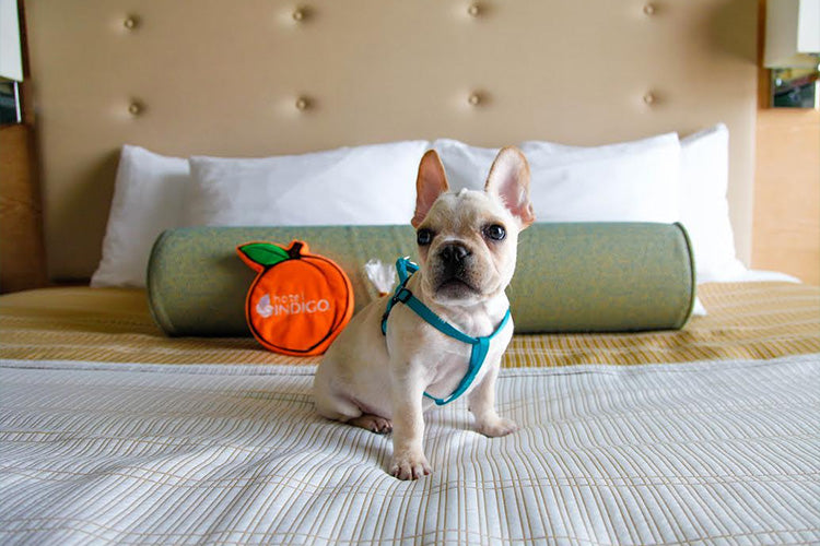 Growing Demand for Luxury Pet Travel