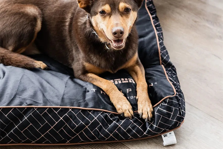 Boost Brand Loyalty with Custom Pet Products