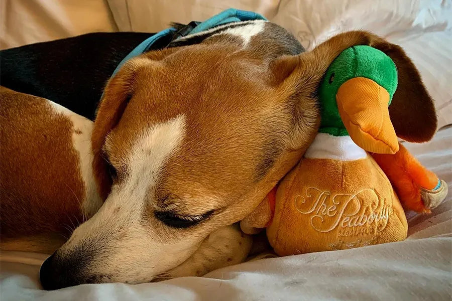 Growing Your Brand with Custom Plush Toys