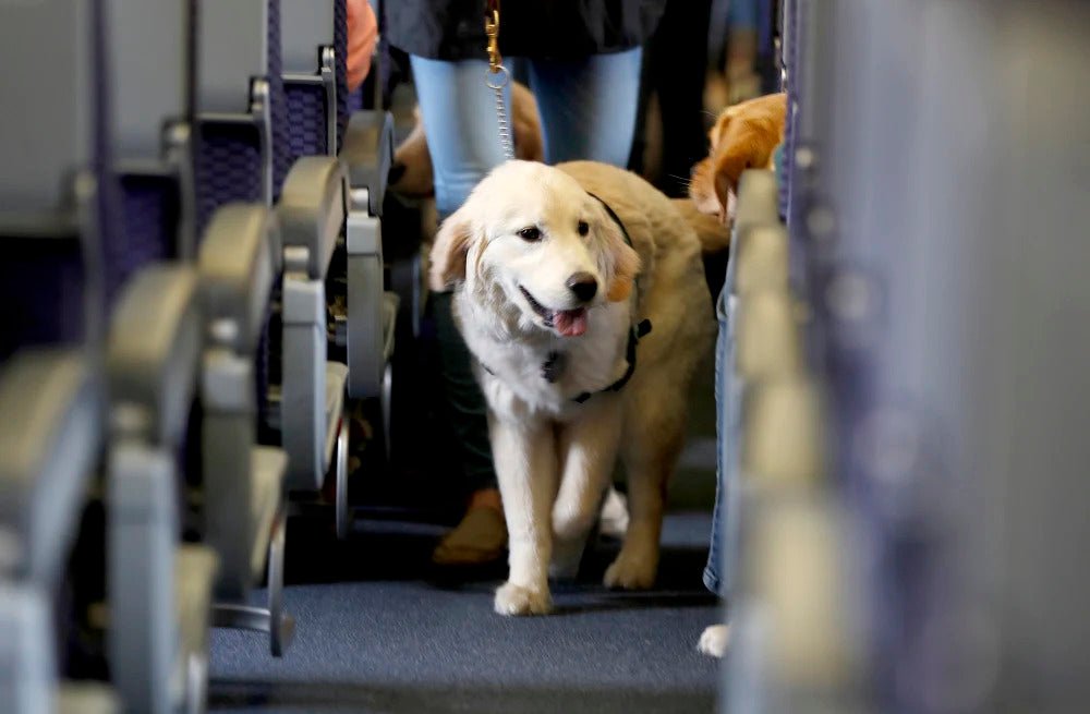 U.S. Air Force Bars Emotional Support Animals on Military Flights