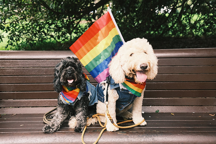 How to Keep Your Dog Safe and Comfortable During a Parade