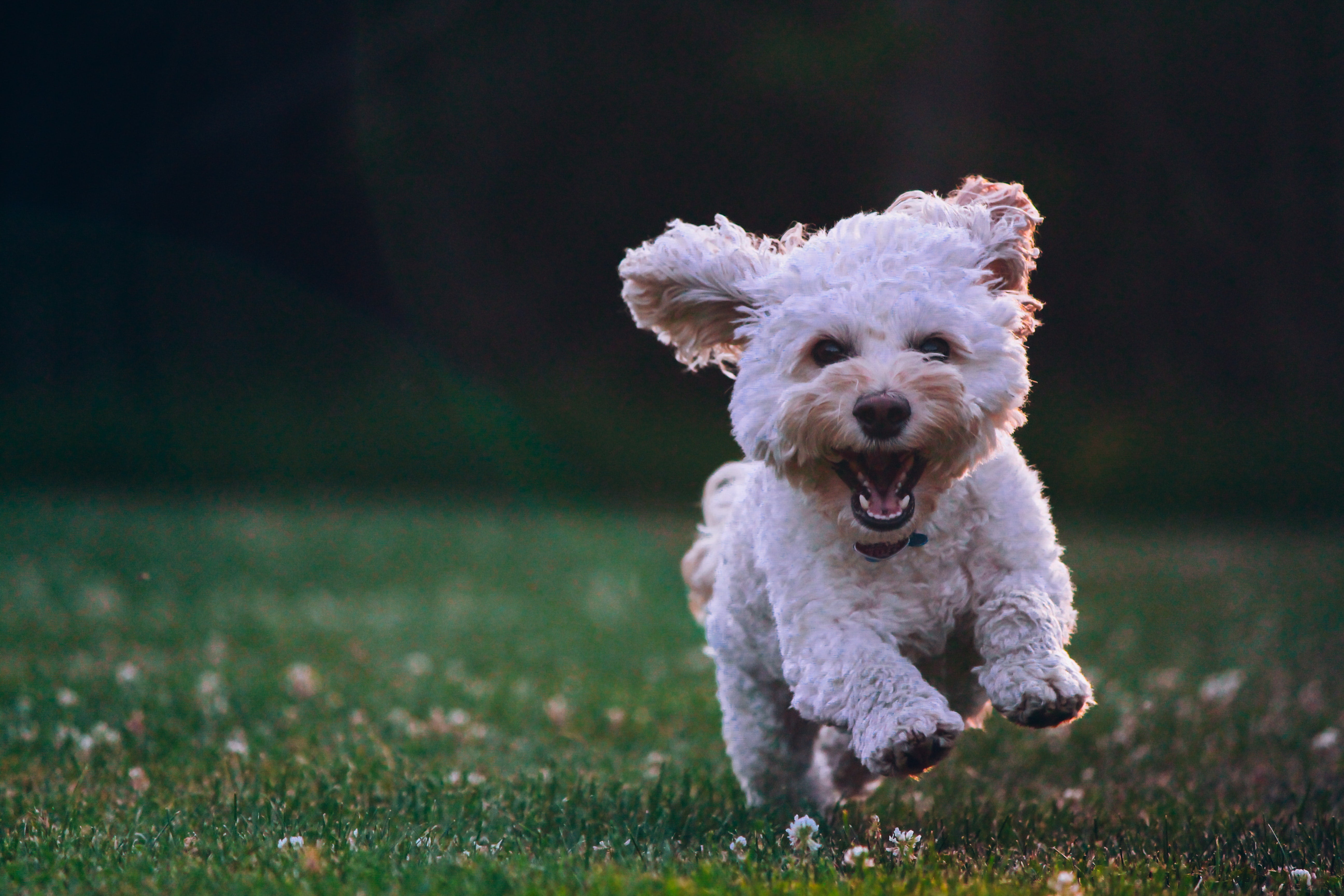 4 Do’s and Don’ts When Running with Your Dog 