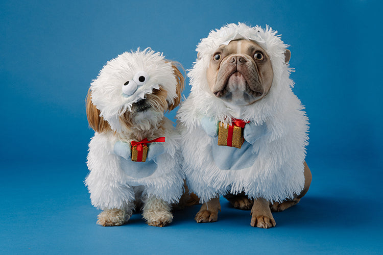 5 Considerations When Choosing Pet Costumes