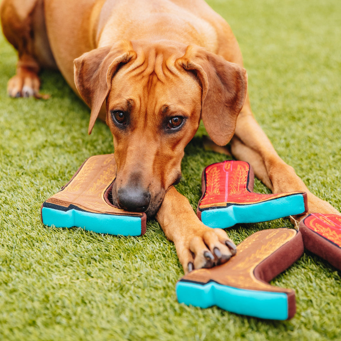 How PrideBites Helps Brands Connect with Pet Owners