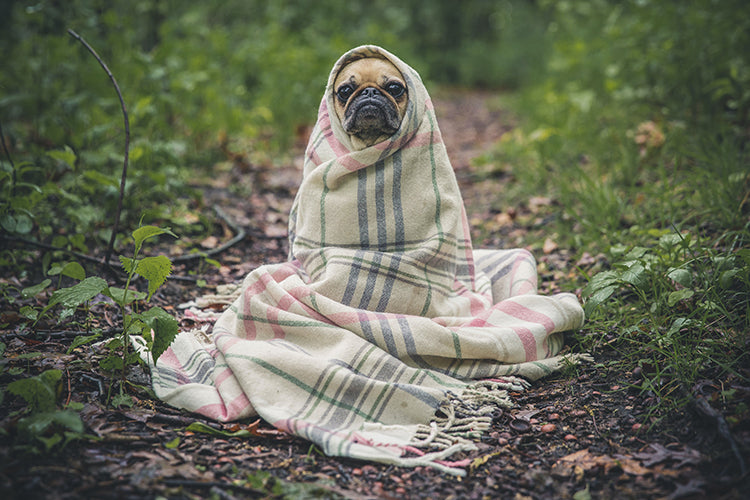 5 Housewarming Gift Ideas for Pet Parents