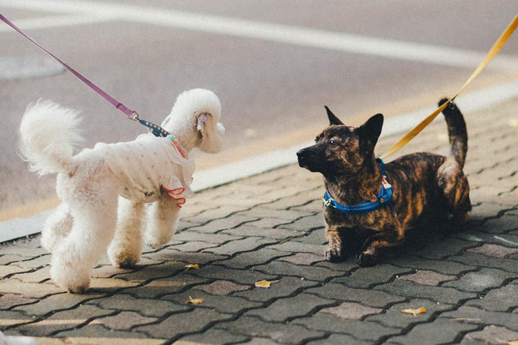 How To Introduce Dogs To Each Other: 5 Tips