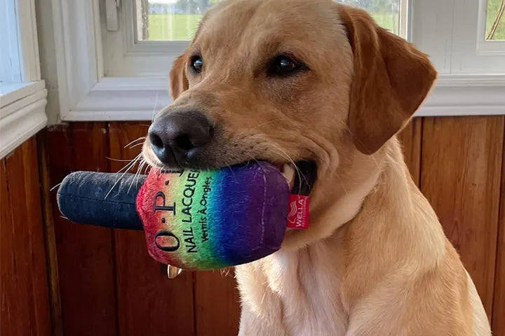 Unleash Your Brand: The Business Benefits of Personalized Dog Toys