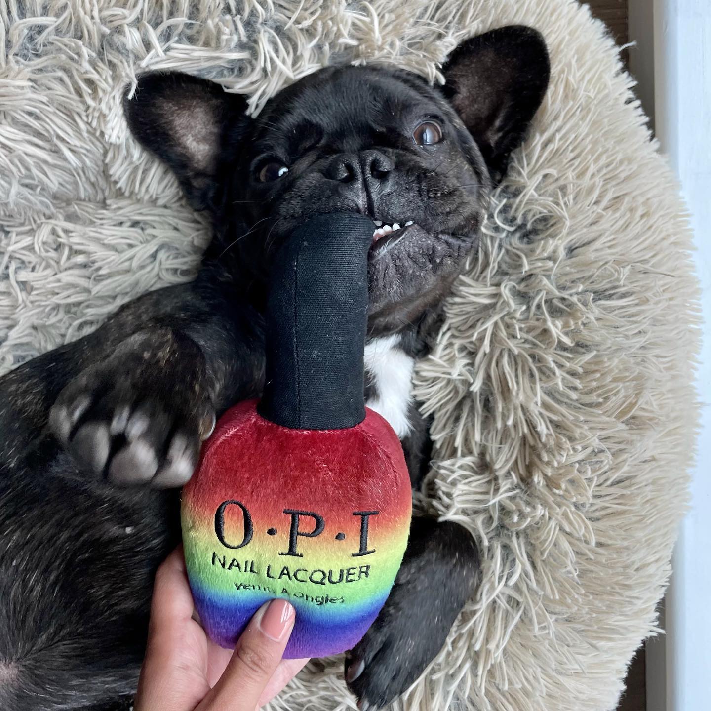 From Concept to Canine: Crafting Custom Pet Swag with PrideBites