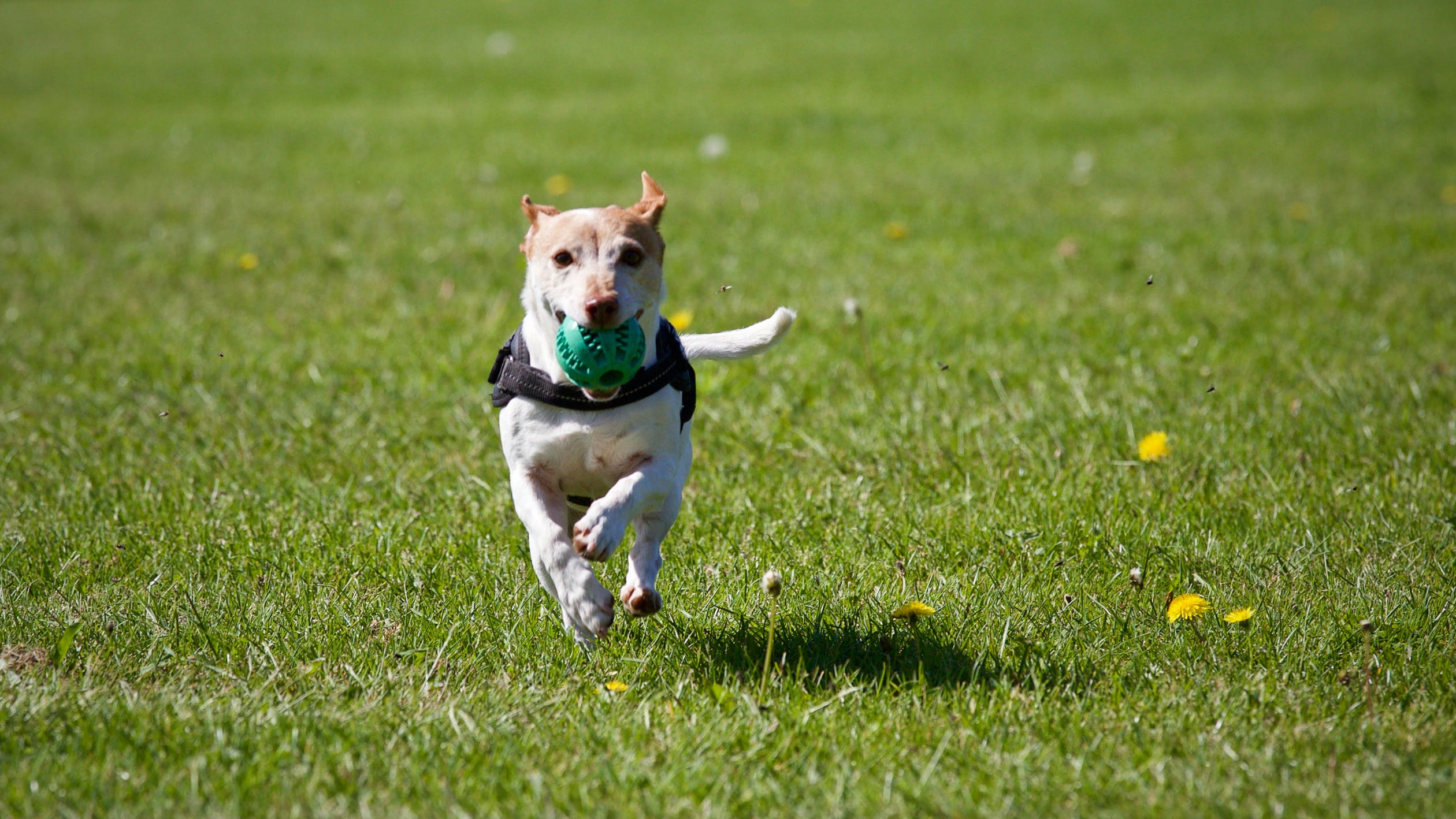 5 Proven Tips To Manage Your Hyperactive Pup