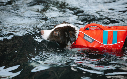 Emergency Pet Shelters Assist Animals Affected by Hurricane Ida