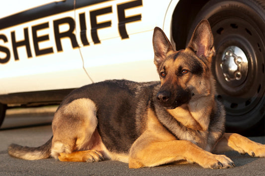 Police Dog Works to Comfort the Grieving