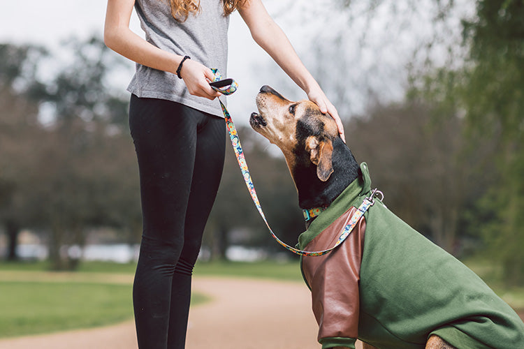 Why Should Your Business Target Pet Owners?
