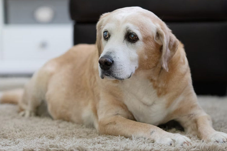 6 Tips To Care For Your Senior Dog