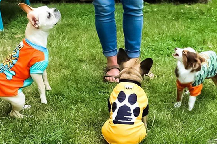 5 Reasons Why Dog Clothes Are Important