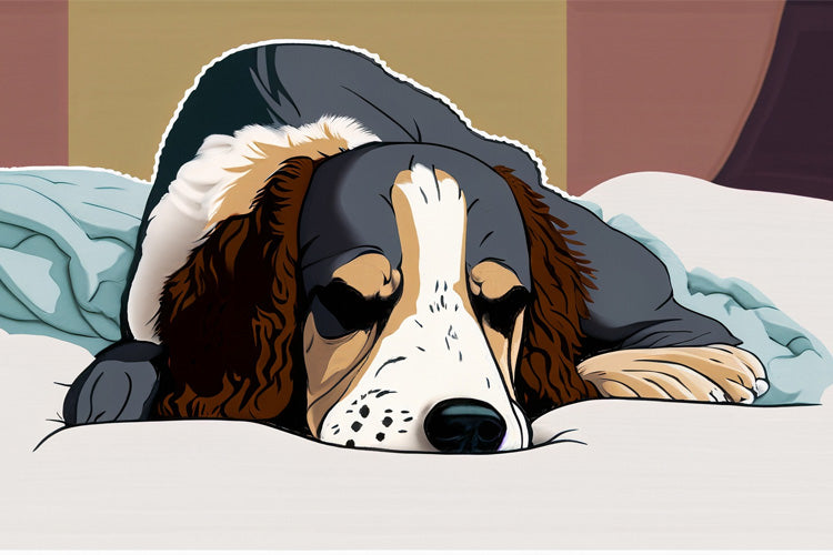 New Study Says That Poor Sleep in Older Dogs May Be Indicative of Dementia