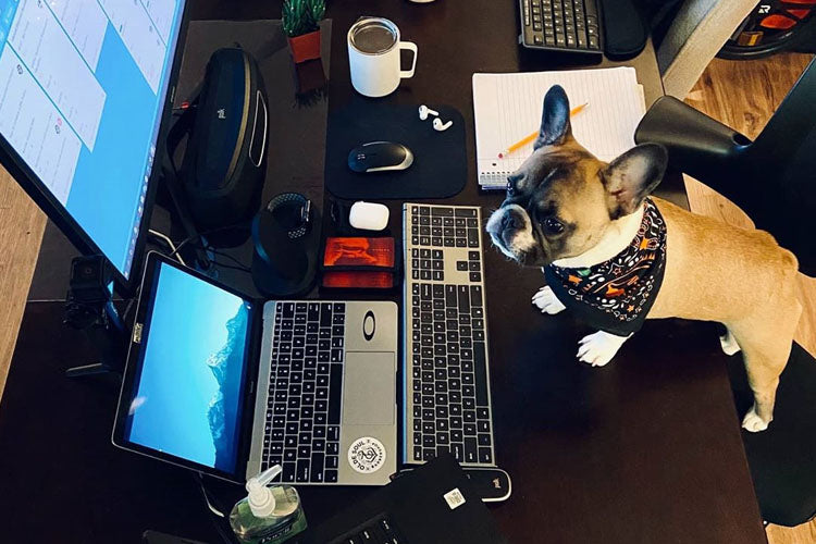 Dogs Help You Connect With Your Customers