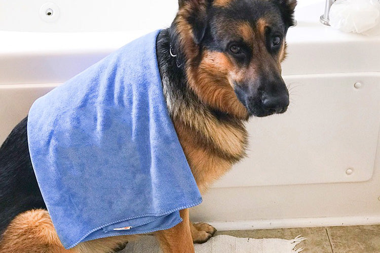 Don't Make These Dog Washing Mistakes
