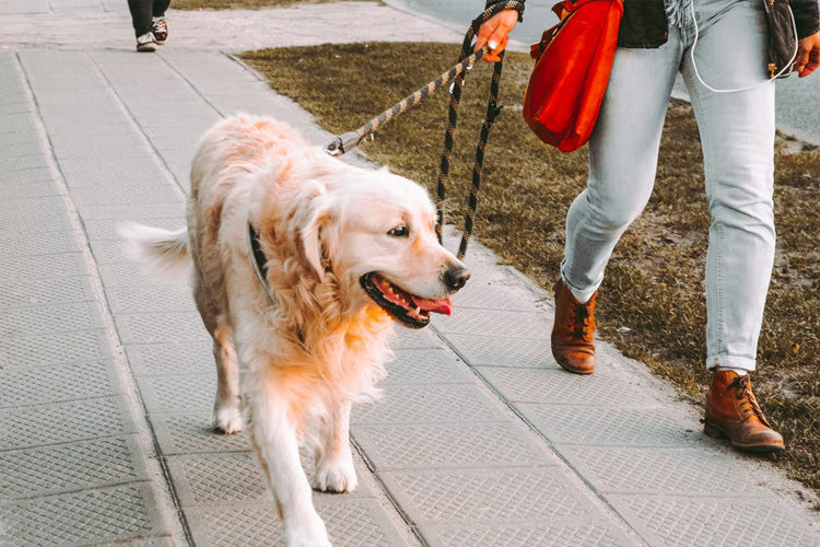 New Law in Spain: Pets Are Legal Family Members