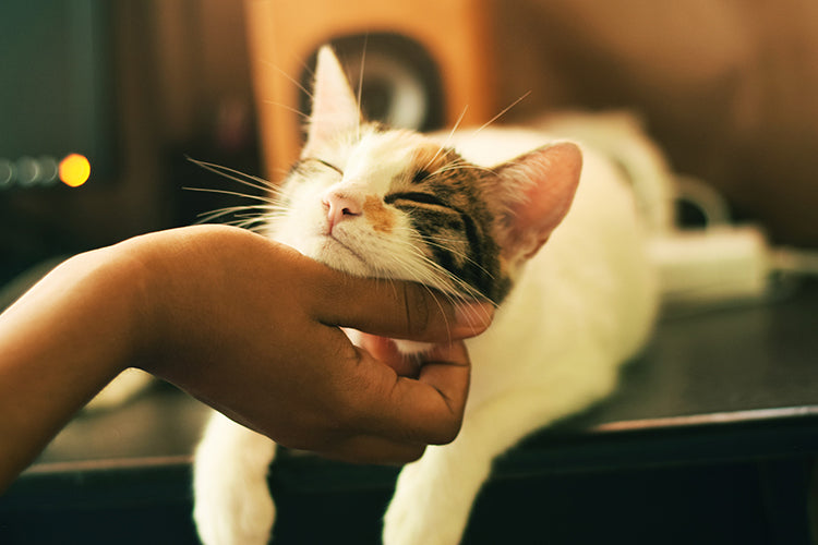 How to Help Your Cat Feel Less Stressed