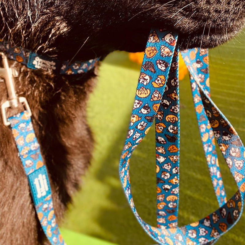 Dog Collars & Leashes