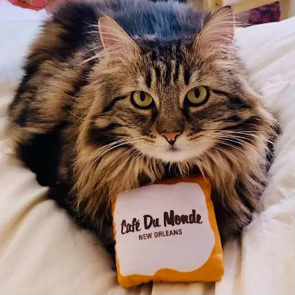 Cafe Du Monde 4