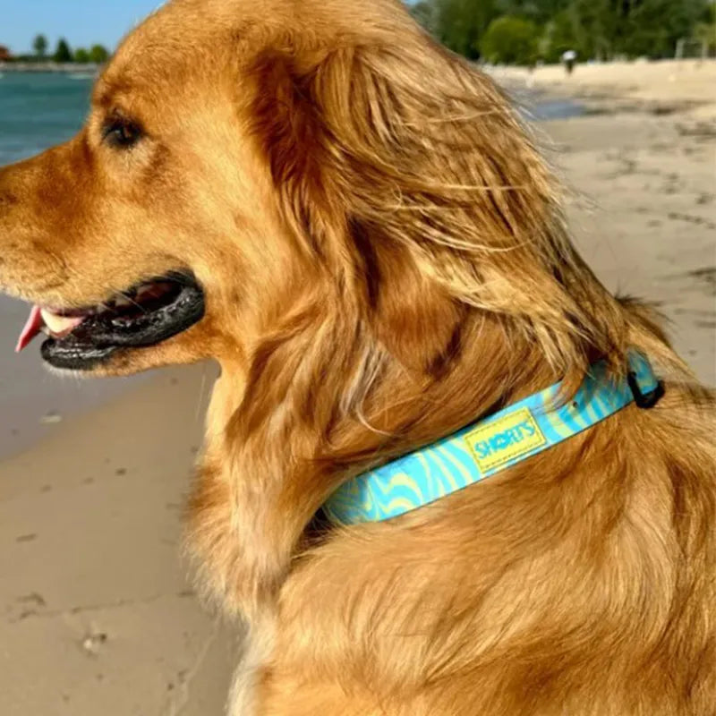 Weatherproof Dog Collars