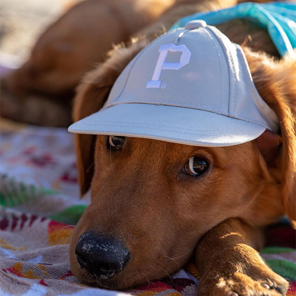 The Official Canine Cap