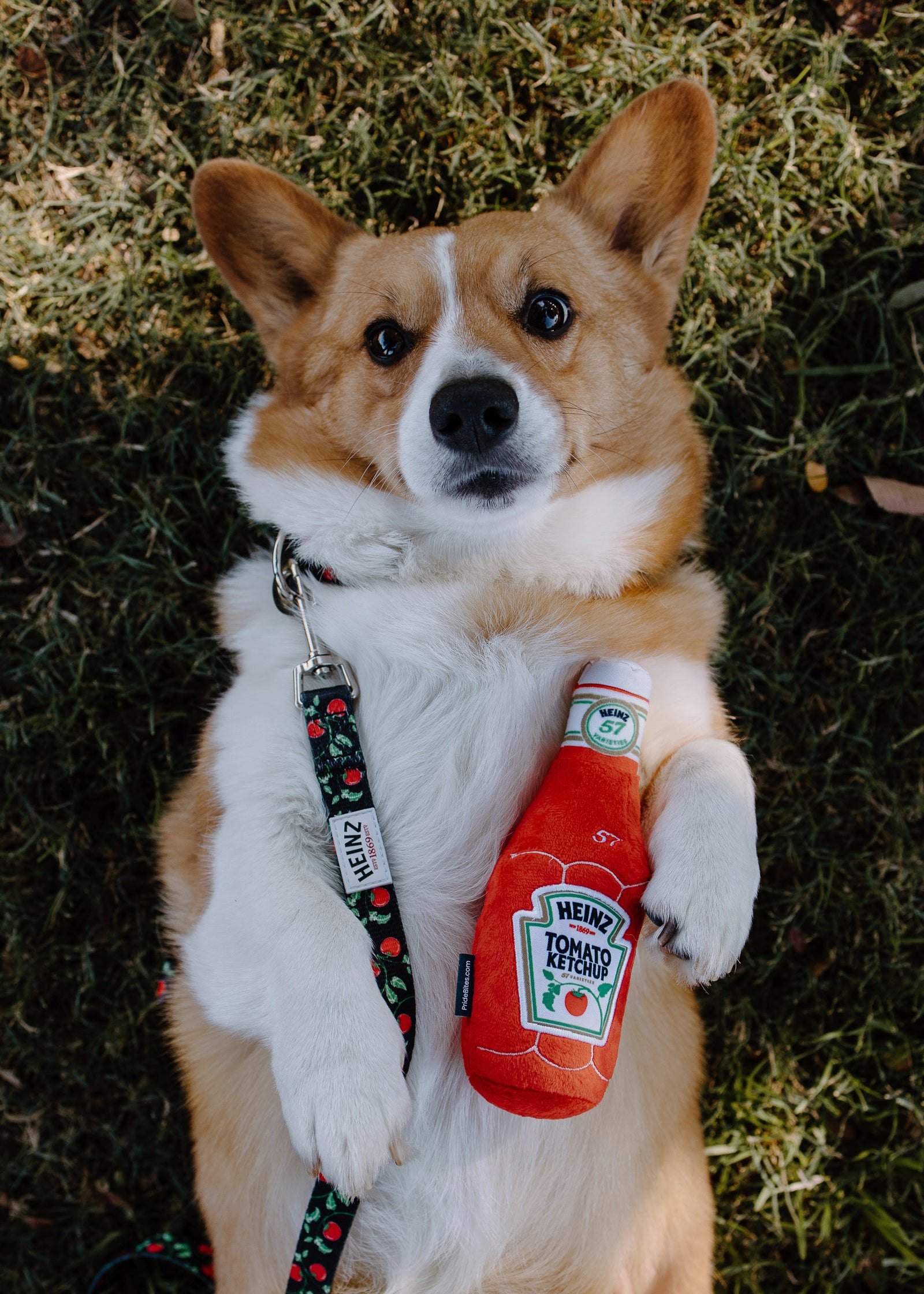 Heinz 1