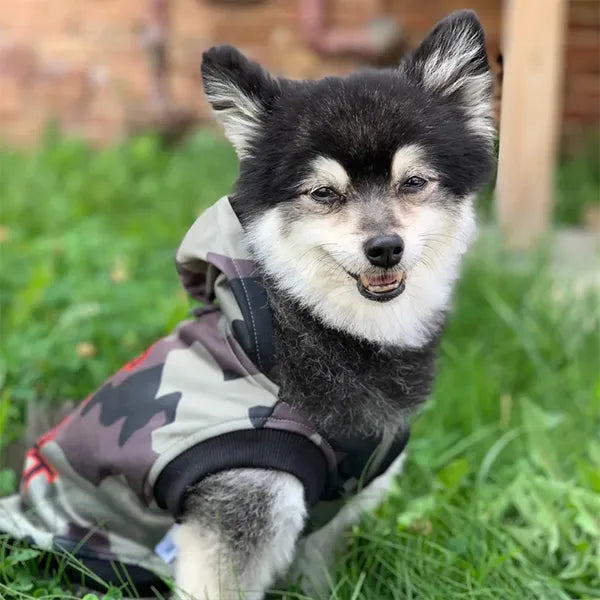 Customizable Dog Hoodies For The Posh Pet