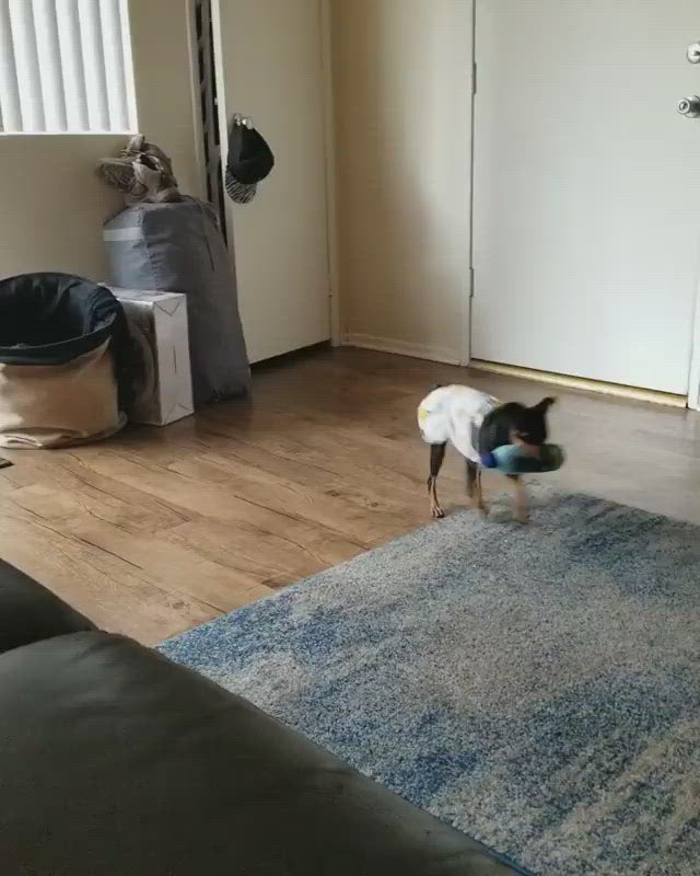 Customizable Plush Dog Toys