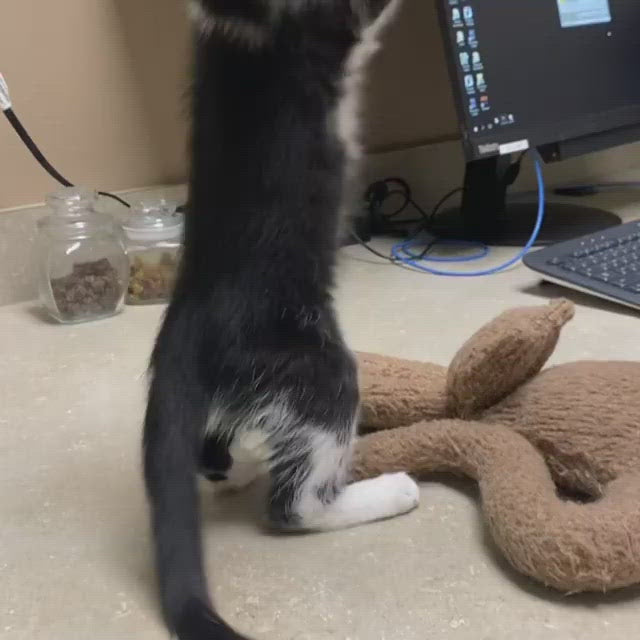 Customizable Catnip Toys: You've Got To Be Kitten Me