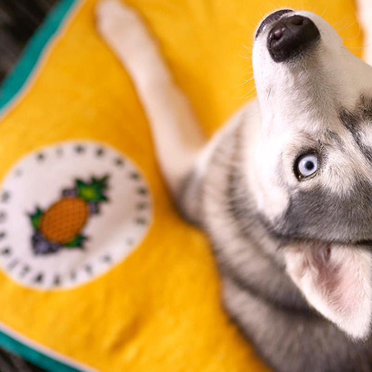 Customizable Dog Beds: Sit. Stay. Snooze.