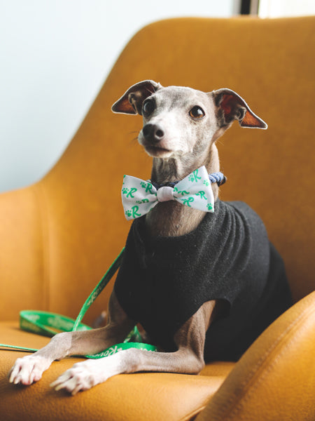 Dog ties and bow ties best sale