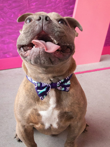 Dapper Dogware: Branded Dog Ties