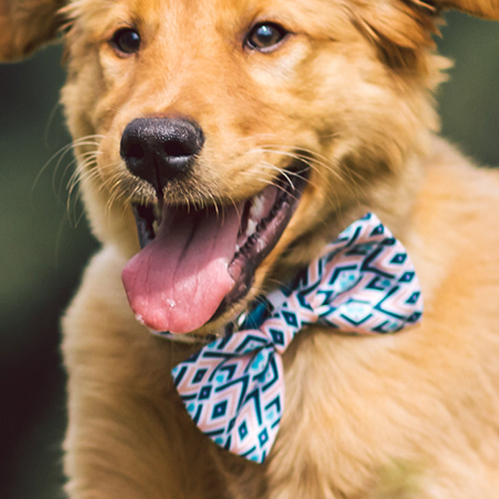 Dapper Dogware: Branded Dog Ties