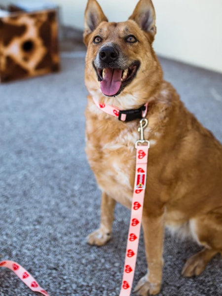 red heart collar leash