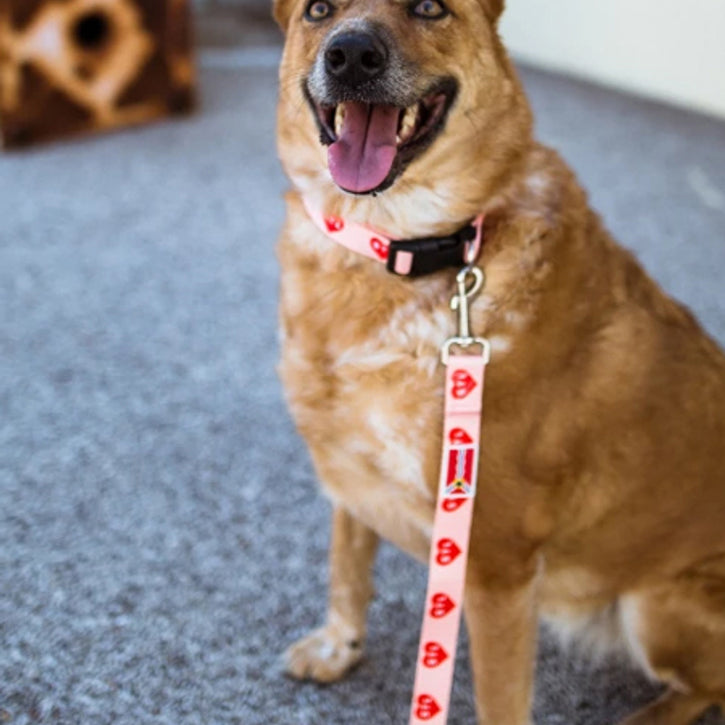 red heart collar leash