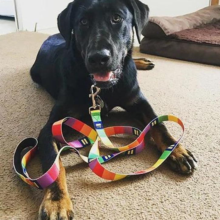 rainbow color dog collar leash